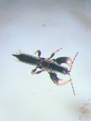 Macrophthalmothrips argus