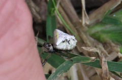 Verrucosa undecimvariolata