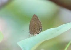 Arhopala major major