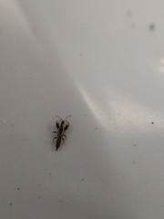 Macrophthalmothrips argus