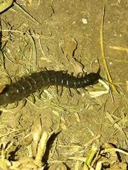 Otostigmus silvestrii