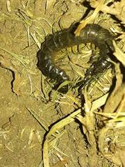 Otostigmus silvestrii