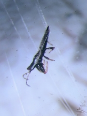 Macrophthalmothrips argus