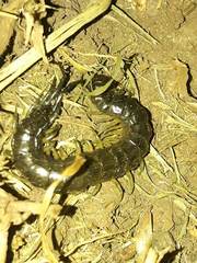 Otostigmus silvestrii