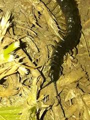 Otostigmus silvestrii