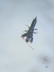 Macrophthalmothrips argus