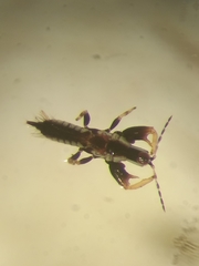 Macrophthalmothrips argus