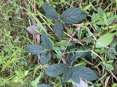 Rubus grabowskii