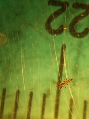 Macrophthalmothrips argus