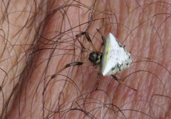 Verrucosa undecimvariolata