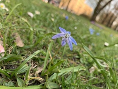 Scilla siberica
