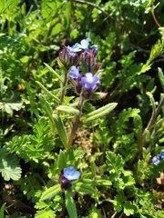 Anchusa leptophylla