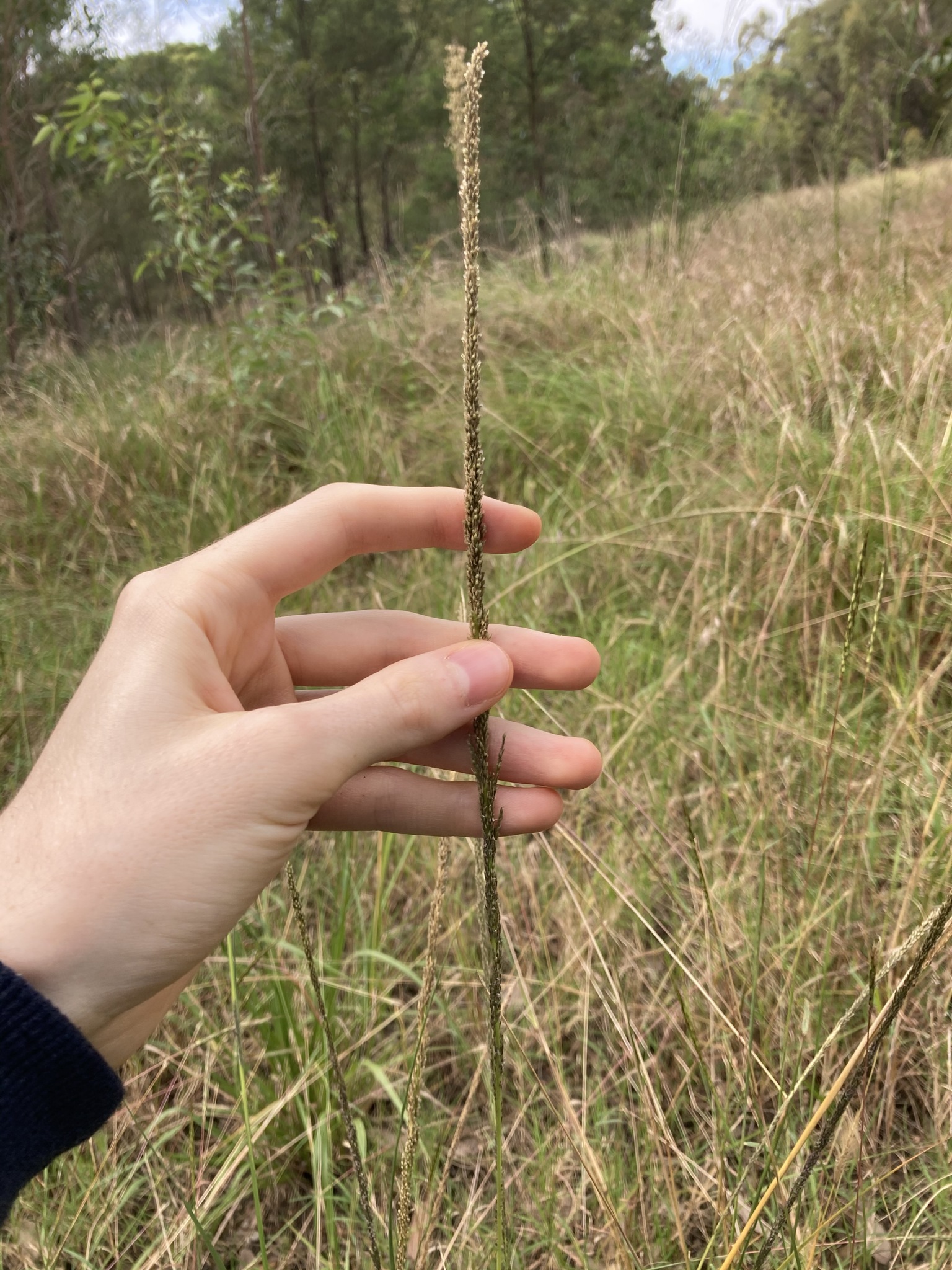 (c) Thomas Mesaglio, certains droits réservés (CC BY-NC) https://www.inaturalist.org/observations/74606911