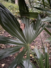 Trachycarpus fortunei