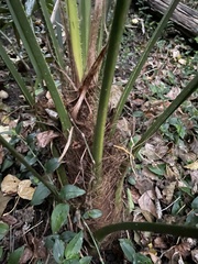 Trachycarpus fortunei
