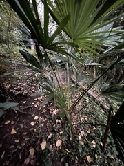 Trachycarpus fortunei