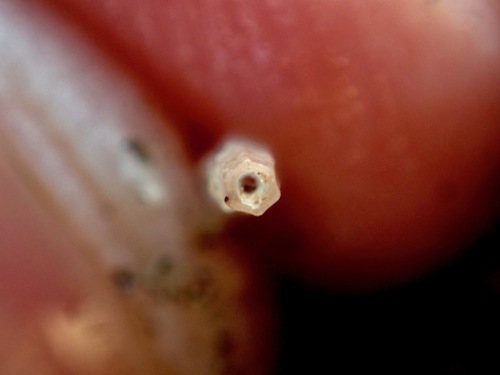 Dentalium neohexagonum, 2017-12-03