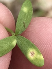 Hyaloperonospora floerkeae