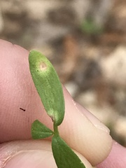 Hyaloperonospora floerkeae