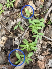 Hyaloperonospora floerkeae