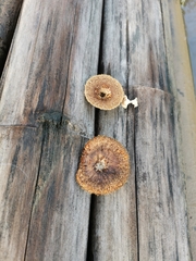 Gloeophyllaceae