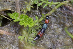 Paederus cruenticollis