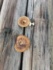 Gloeophyllaceae