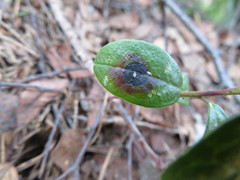 Mycosphaerella stemmatea