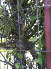 Phoradendron leucarpum tomentosum