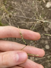 Eriochloa pseudoacrotricha