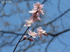 Prunus mume