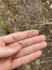 Eriochloa pseudoacrotricha