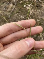 Eriochloa pseudoacrotricha