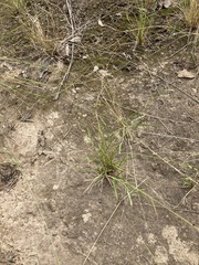 Eriochloa pseudoacrotricha