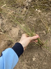 Eriochloa pseudoacrotricha