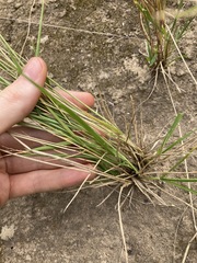 Eriochloa pseudoacrotricha