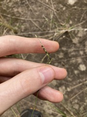 Eriochloa pseudoacrotricha