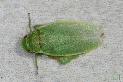 Hamana