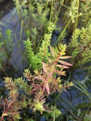 Rotala