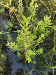 Rotala