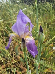 Iris mesopotamica