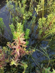 Rotala