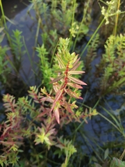 Rotala