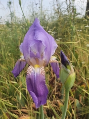 Iris mesopotamica