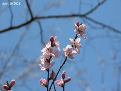 Prunus mume