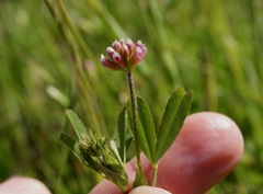 Trifolium bifidum decipiens