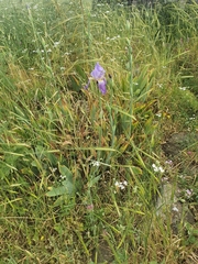 Iris mesopotamica