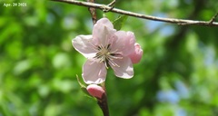 Prunus mume