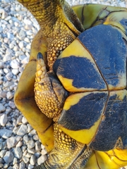 Testudo hermanni