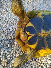 Testudo hermanni